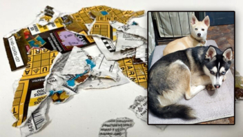 Cachorro de casal come bilhete de loteria premiado 1