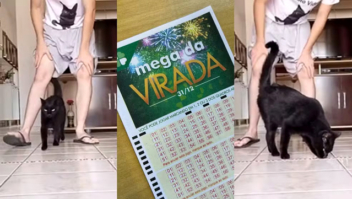 Conheça Milu, 'gato vidente' com nome inspirado em música de Gusttavo Lima e que prevê números da Mega da Virada