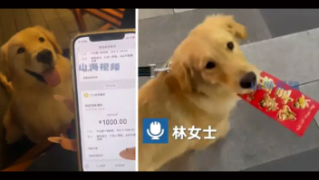 Mulher na China ganha US$ 187 na raspadinha depois de seu cachorro danificar bilhete