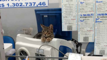 Gato resgatado da rua vira supervisor em lotérica e faz sucesso entre os clientes: ‘Funcionário dedicado’