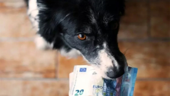 Mulher ganha na loteria e se recusa a dividir prêmio com o cachorro