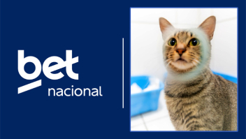 Para acabar com a “zica”: Betnacional garante cuidados aos gatos do Instituto Caramelo até a Copa do Mundo