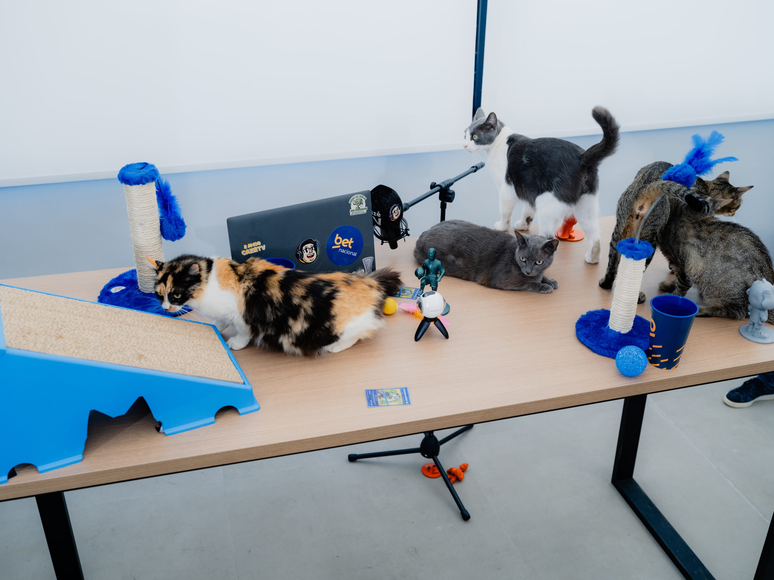Betnacional e CazéTV cuidam de gatos para quebrar a zica pelo Hexa 1