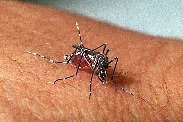 Bets, dengue e ludopatia